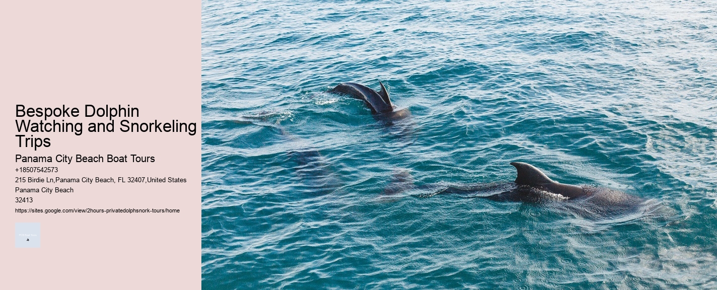 Bespoke Dolphin Watching and Snorkeling Trips