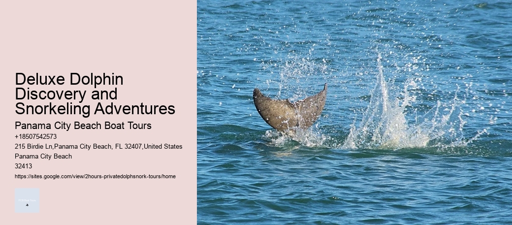 Deluxe Dolphin Discovery and Snorkeling Adventures