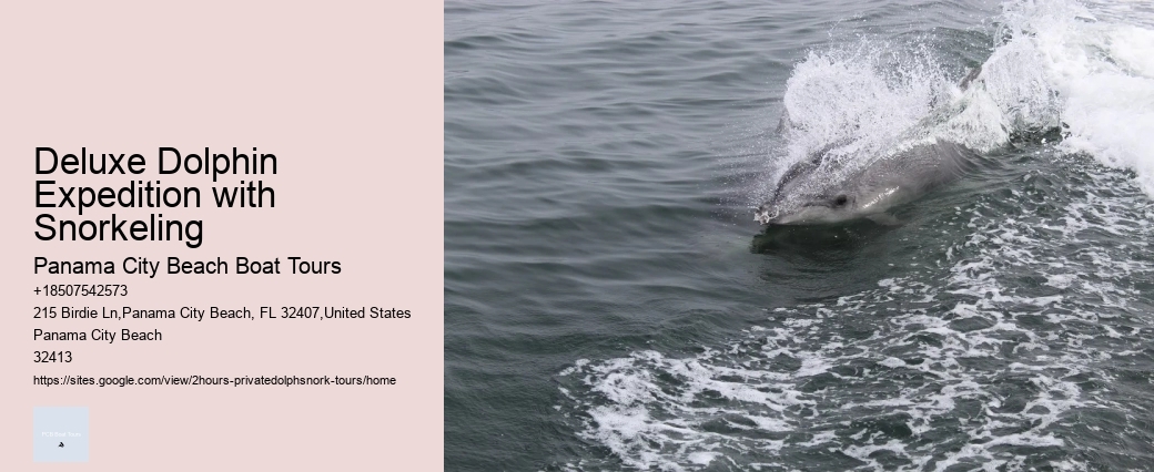 Dolphin Tours In Cocoa Beach