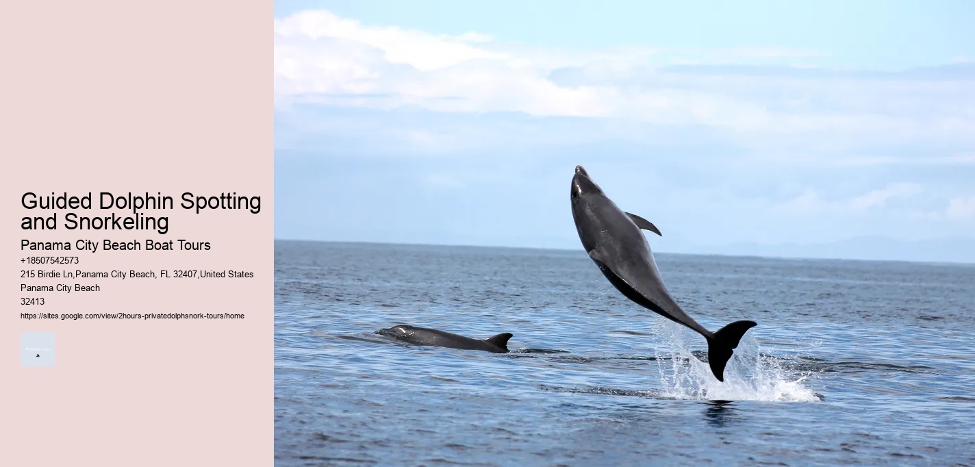 Guided Dolphin Spotting and Snorkeling