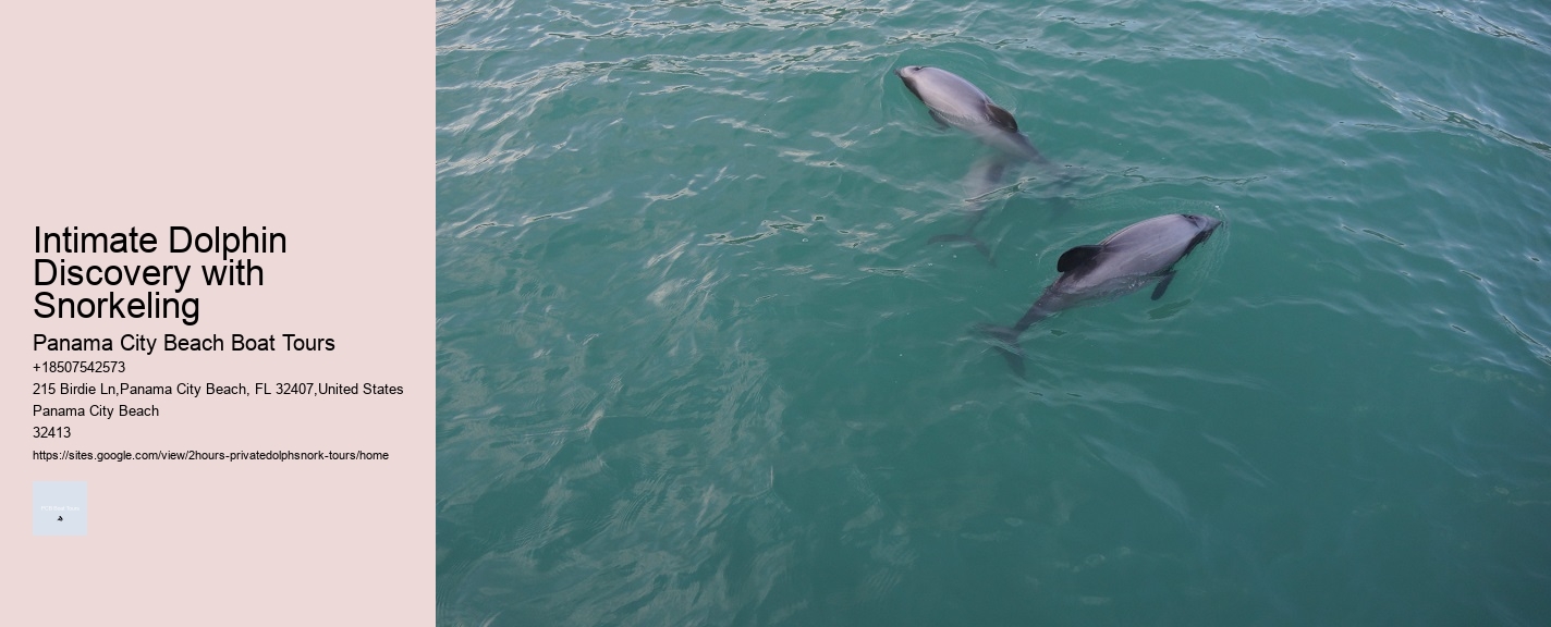 Intimate Dolphin Discovery with Snorkeling