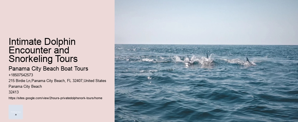 Dolphin Tours Orlando Florida