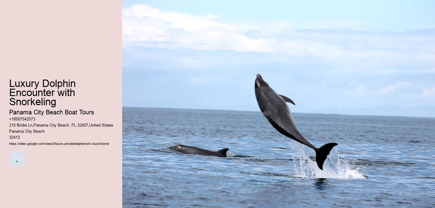 Luxury Dolphin Encounter with Snorkeling
