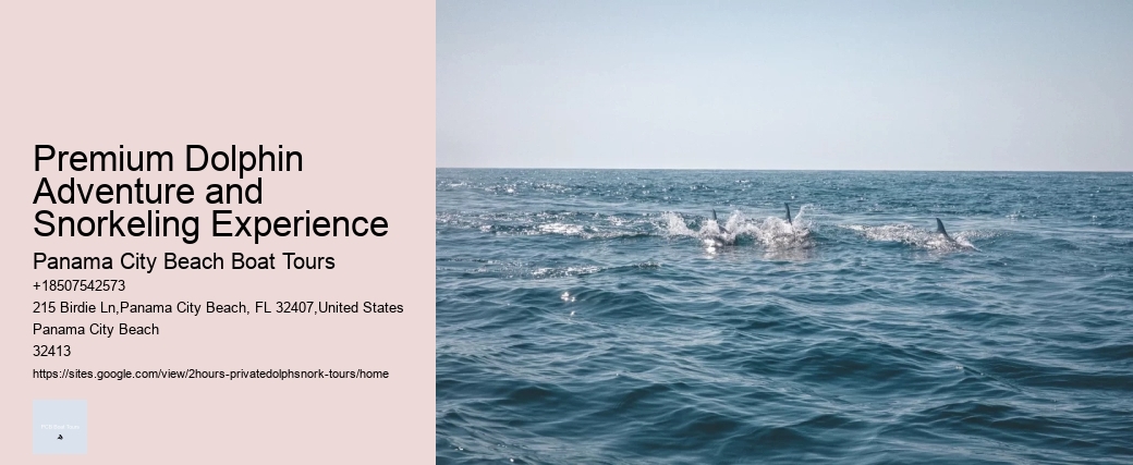 Premium Dolphin Adventure and Snorkeling Experience