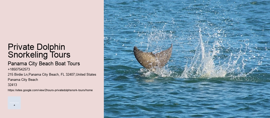 Dolphin Tours Dingle