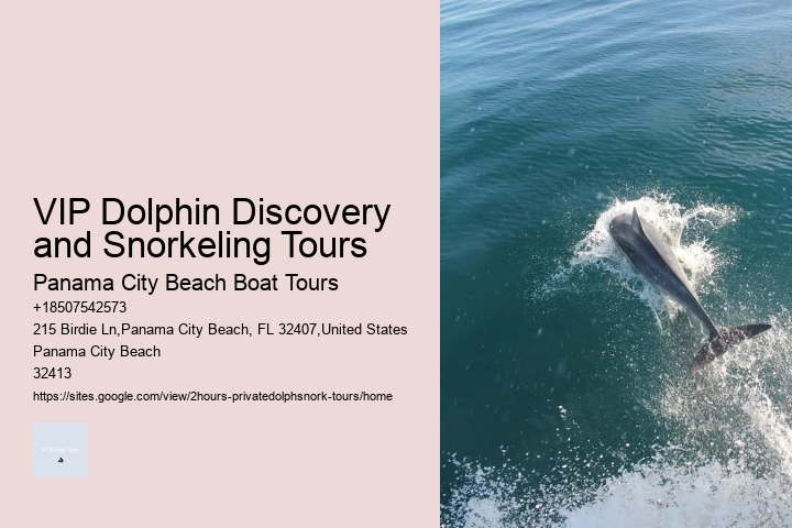 2 Hours Private Dolphin Tour